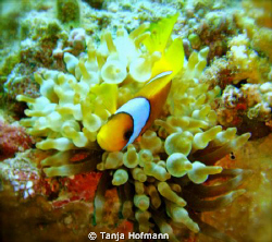 Cute anemone fish in Marsa Alam, Egypt by Tanja Hofmann 